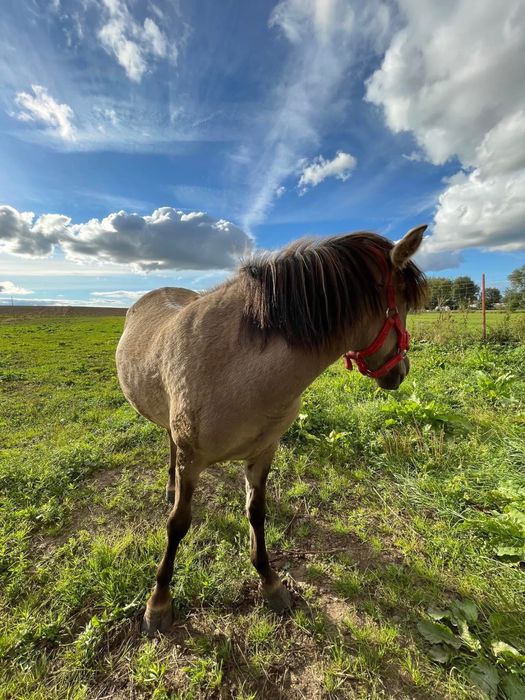 Konik Polski klacz/ogier
