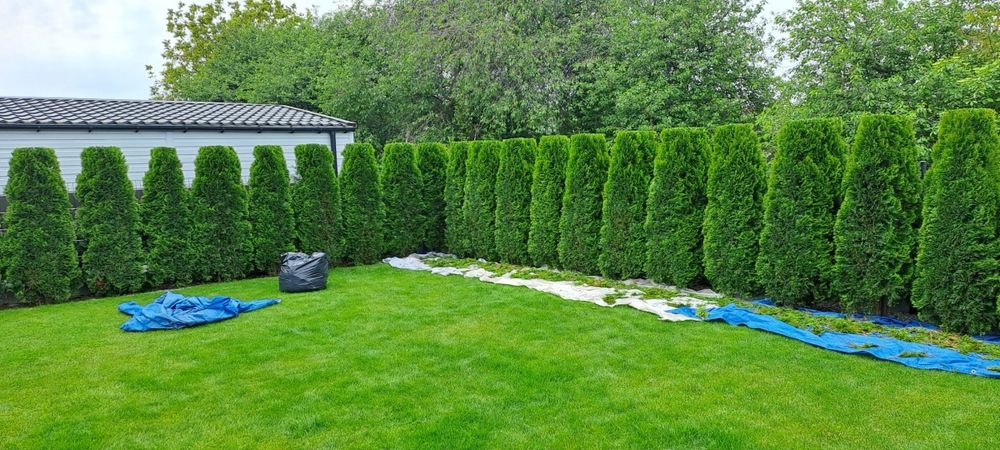 Zamość i okolice- Skracanie Tuii ,  Koszenie trawy,pielęgnacja ogrodów