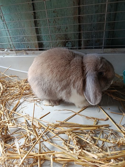 Samiec mini lop do hodowli królik samiec rozpłodowy