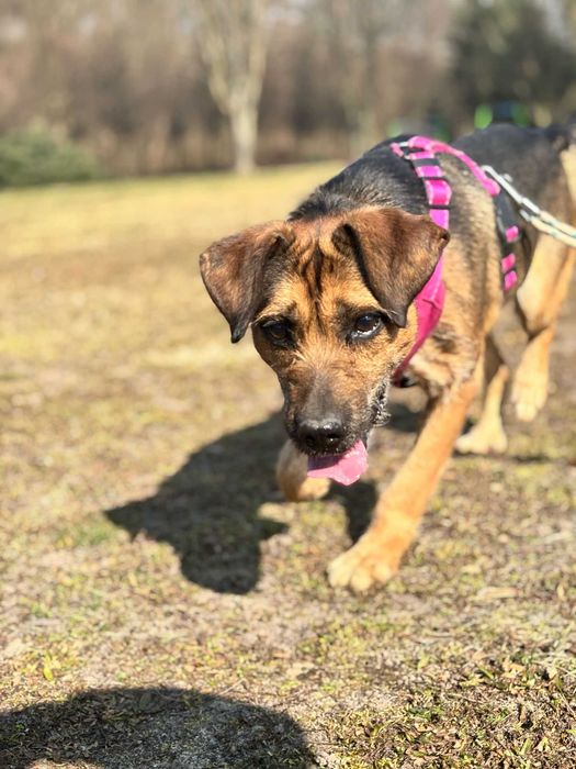 Szukamy domu dla HACHIKO - będzie Twoim najlepsim przyjacielem