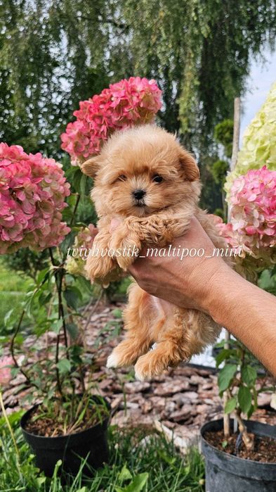 Неймовірні Мальтипу Пудель Мікро розмір