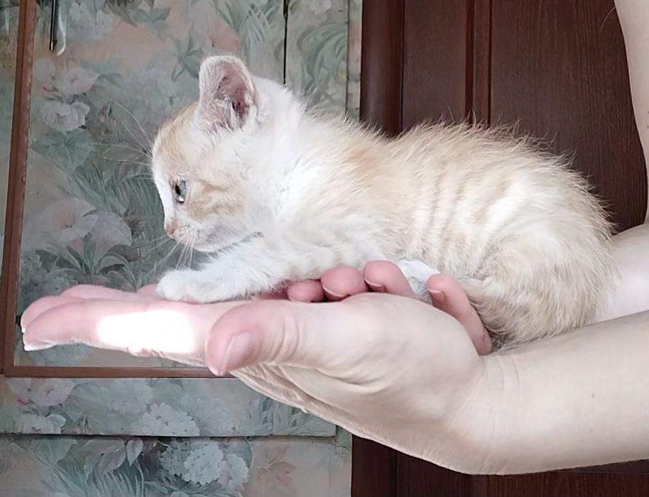 Котёнок девочка в добрые руки