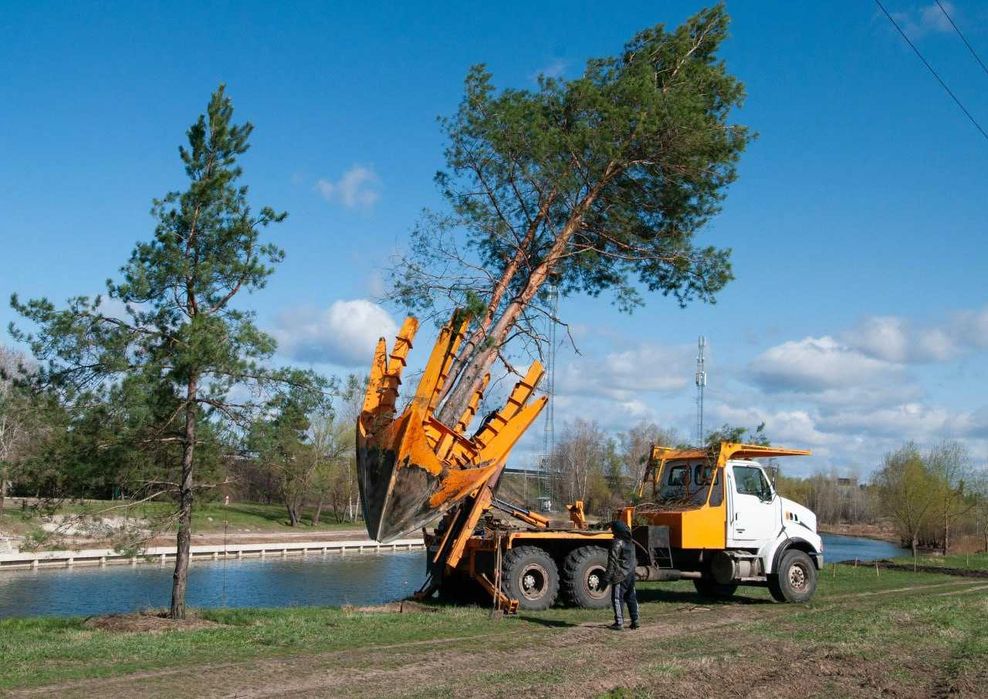 Продаж та пересадка дерев  висотою до 16 метрів