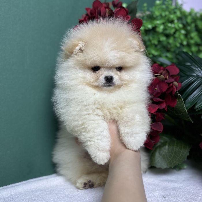 ляльковий Ведмедик шоу классу