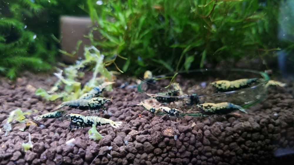 Krewetka Krewetki GALAXY ze stada BOA