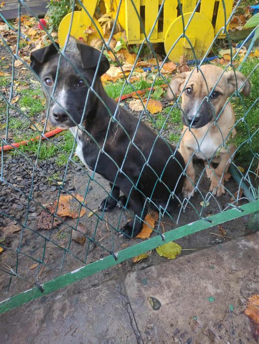 Цуценята в добрі руки