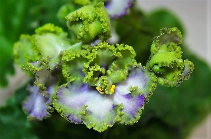 Фиалки  Сортовые