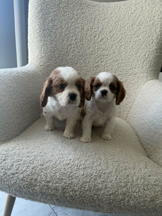 Piesek Cavalier Blenheim Gotowy Do Odbioru!