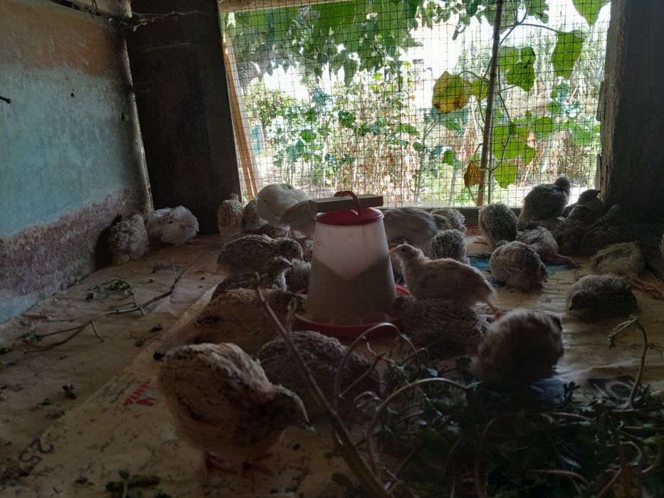 Coordonizes a por ovos