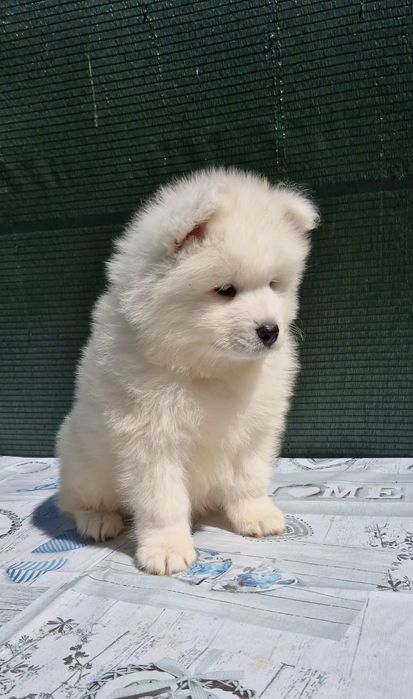 Śliczny  Samojed