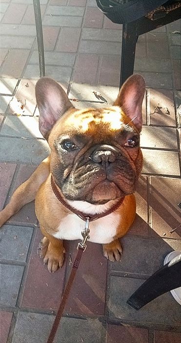 Французький Бульдог хлопчик з родоводом