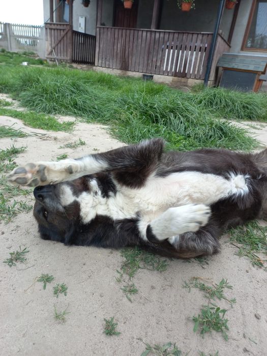 Zdzisława młoda, kochana suczka szuka domu! | MASZ NOSA