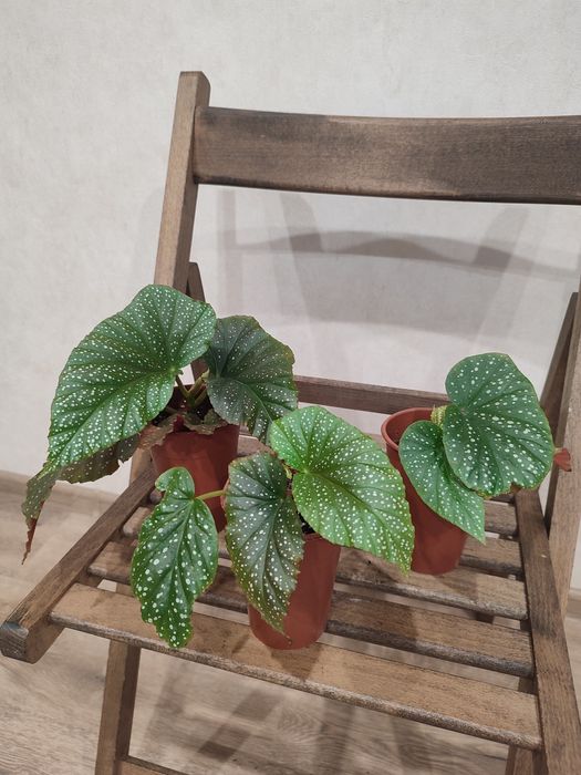 Епіпремнум, Бегонія Макулата