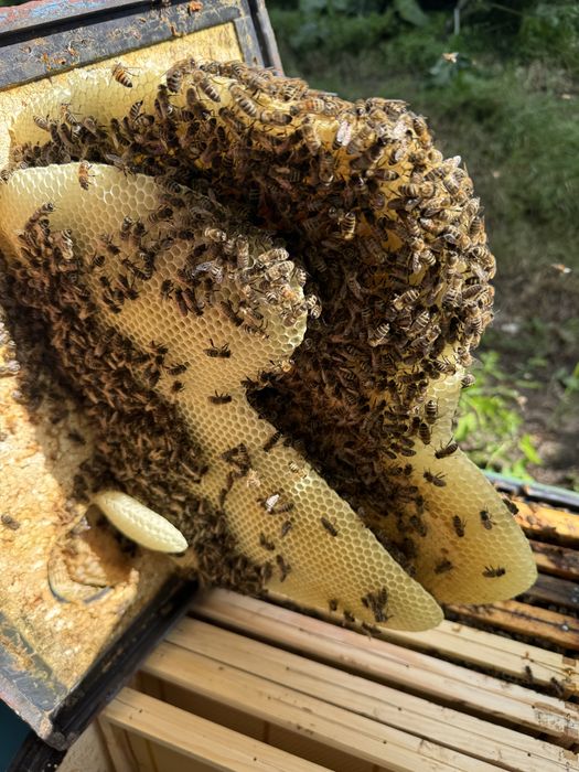 Pszczoły , odklady tegoroczne , pszczoly na sprzedaz