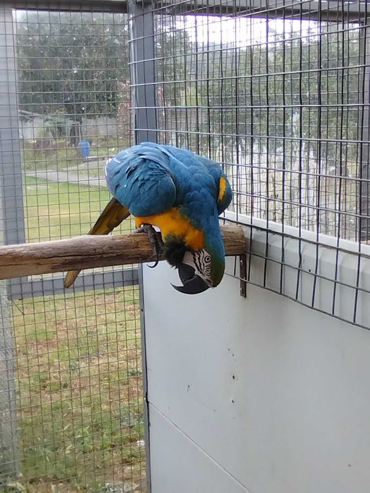 Arara ararauna macho _ venda ou troca