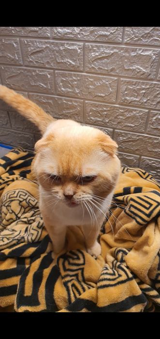 Кот вислоухий ред поинт