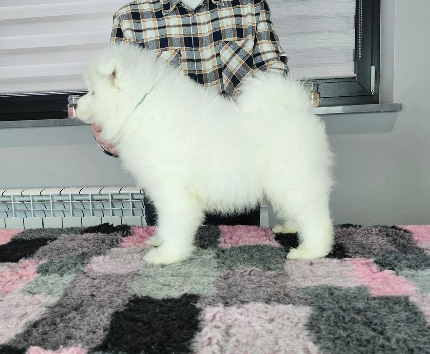 Samoyed samojed doskonały rodowód ZKwP FCI