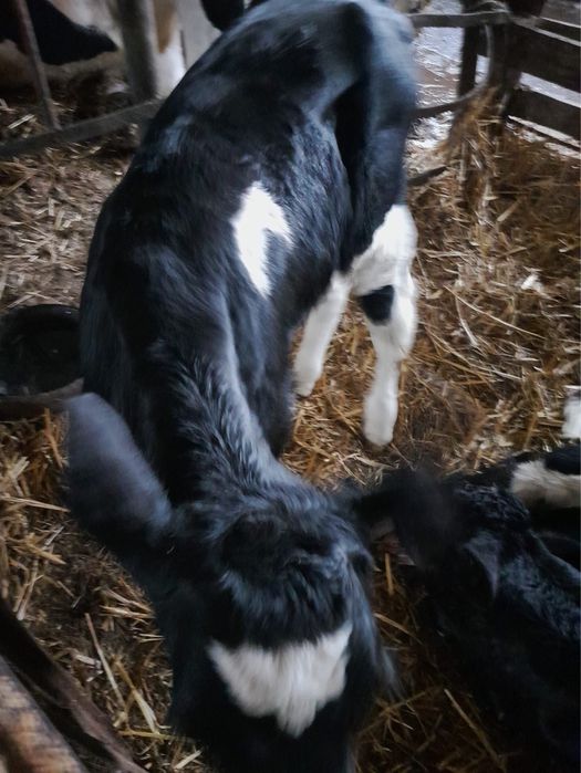 Byczek, cielak, cielaki