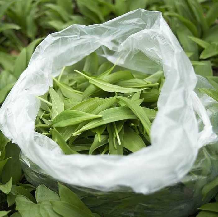 5 KG | CZOSNEK NIEDŹWIEDZI świeże liście na wagę EKO /SEZON 2026