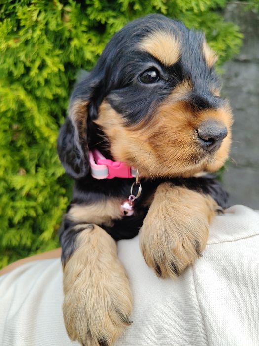 Piękna unikatowa sunia Cocker Spaniel z rodowodem