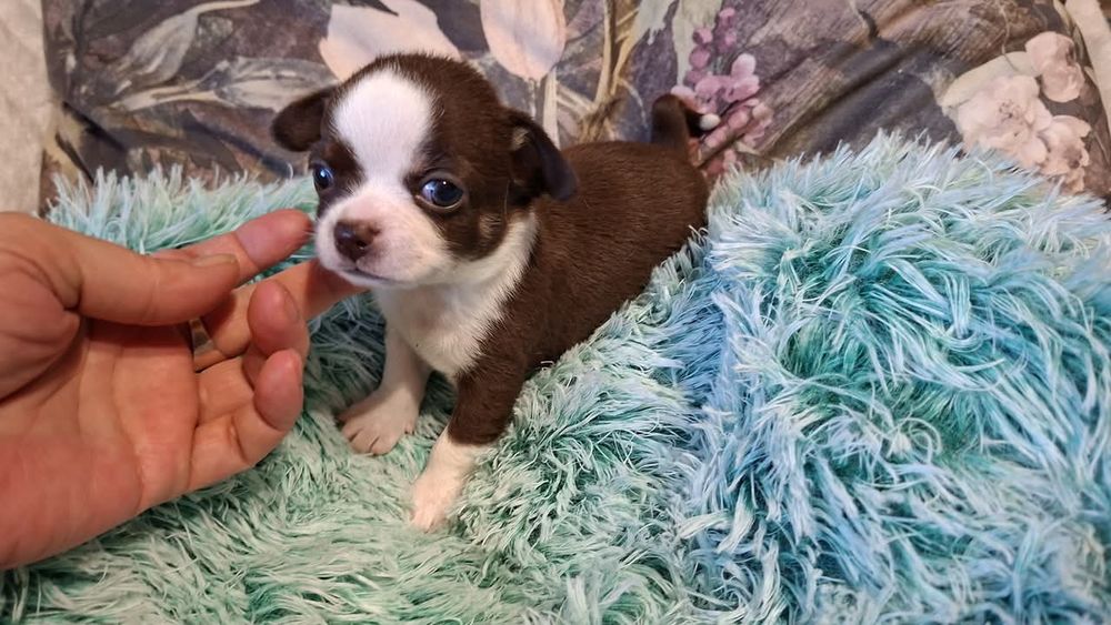 Śliczny piesek Chihuahua czekoladowo biały. REZERWACJA