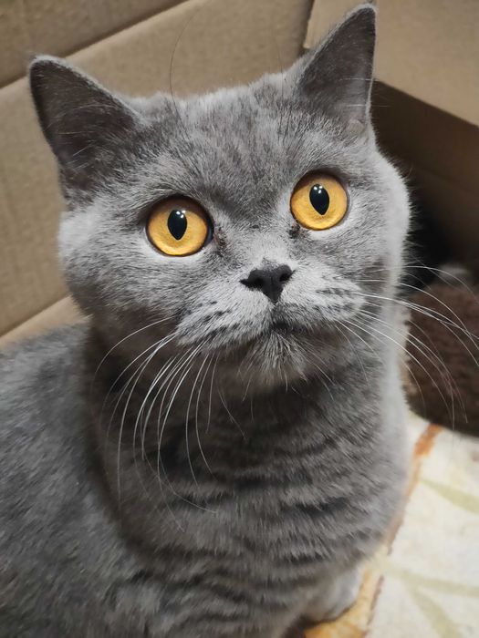 Шотландские котята продам