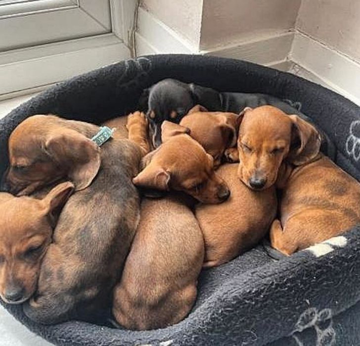 Руді і тигрові дівчатка і хлопчики