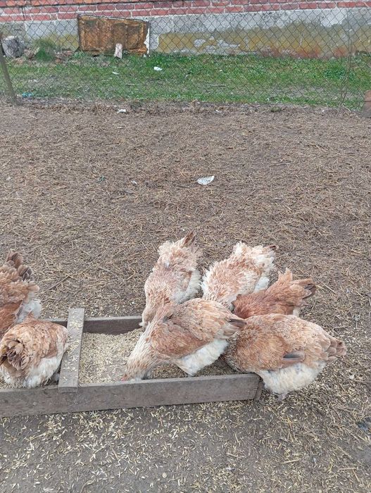 Sprzedam kury faberola