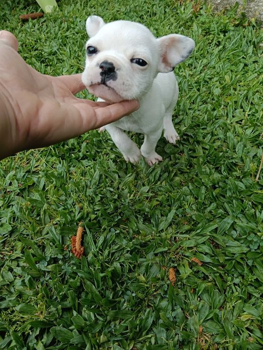 Bulldog francês macho