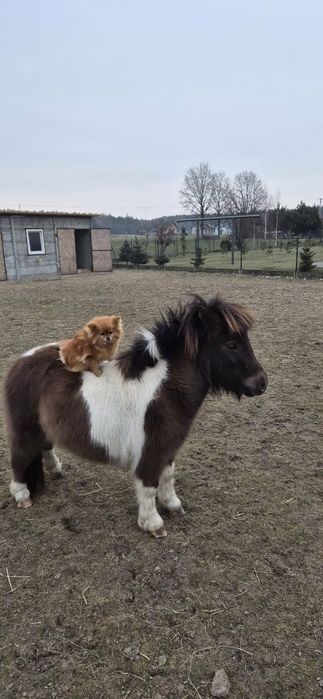 Kucyki  szetlandzkie