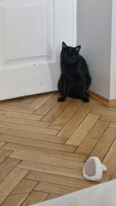 Kocurek kiwaczek