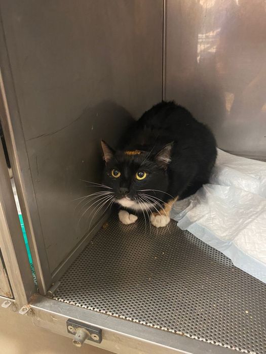 Maluch potrzebuje domu na już Kot