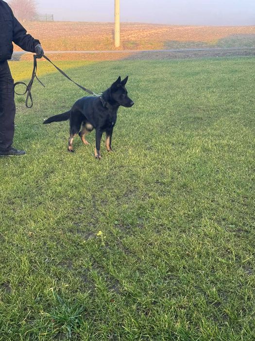 Owczarkek niemiecki użytkowy FCI