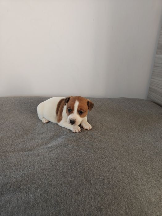 Sprzedam śliczną sunie Jack Russell Terrier