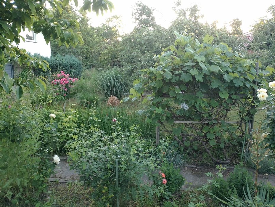 Działka ROD Reja 344 m² - Widok 4