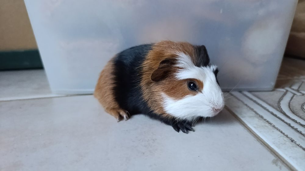 Różne Świnki morskie cavia domowa