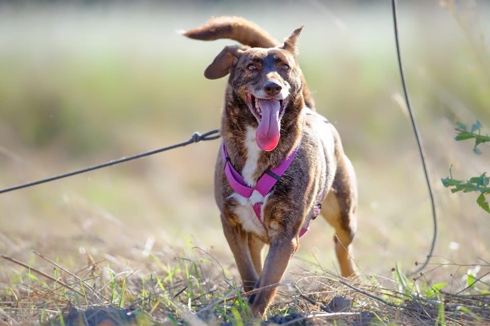 Rysiek-piękny i inteligentny+FILM