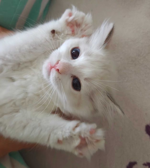 Kotka Ragdoll słodziak, piękna, towarzyska, hodowla od 12 lat, prawdziwy rodowód FPL, kwintesencja rasy wychowywana z nastolatką