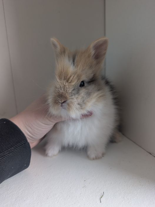 Karzełek Teddy, królik miniaturka