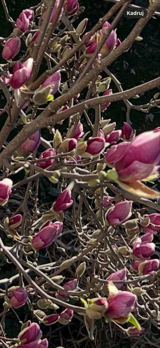 Magnolia , nasiona 20 sztuk , drzewo do 16m