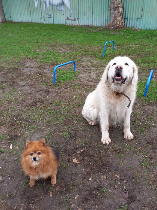Выгул Собак \ Кинолог-Дрессировка\ Зооняня ( передержка летнее время)