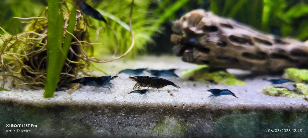 Neocaridina BLUE TOPAZIO