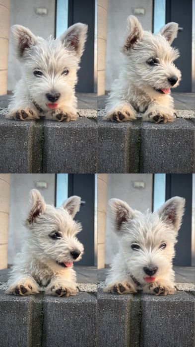 West highland white terrier