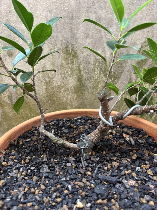 Pré-Bonsai de Ficus Microcarpa