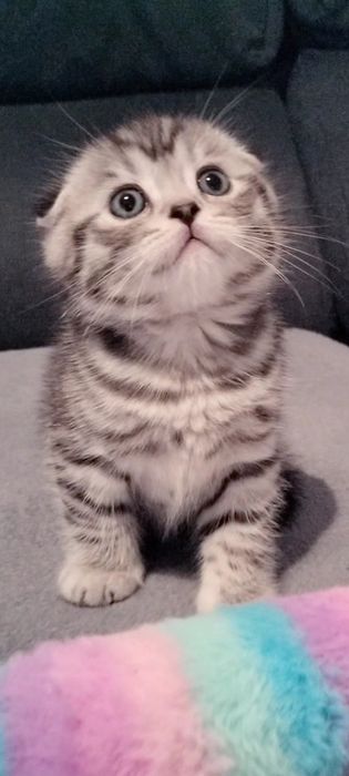Macho Scottish fold