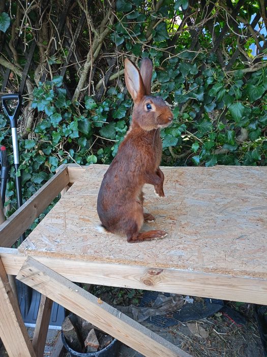 Króliki zajęczaki machoniowe