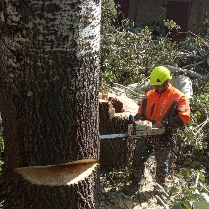 Спиляємо проблемні дерева,спил дерев,послуги лісоруба,спиляти дерево
