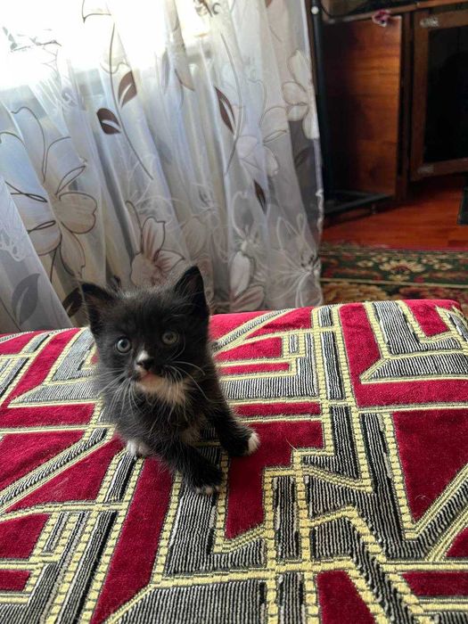 Отдам котят БЕЗПЛАТНО !