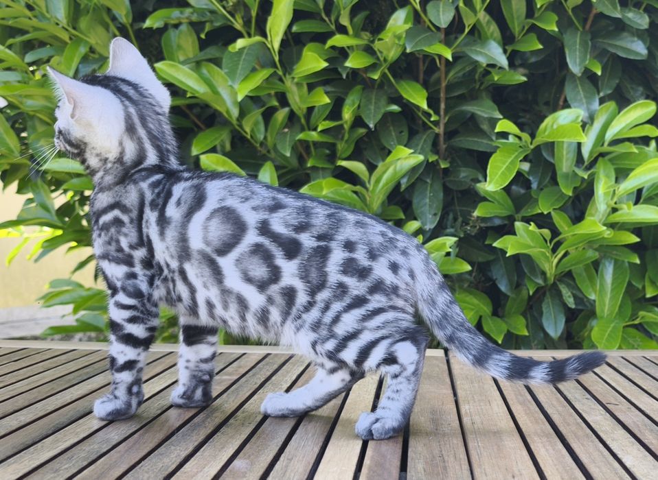 Bengal Silver macho com Lop