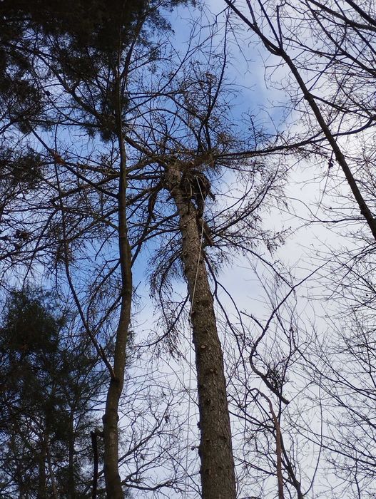 Wycinka/korekta drzew